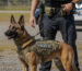 k9 body armor guide